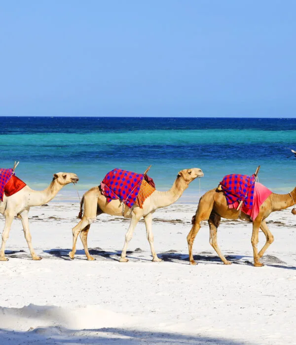 Discover the best places to stay, must-do activities, and expert travel tips to make the most of your Mombasa getaway.
