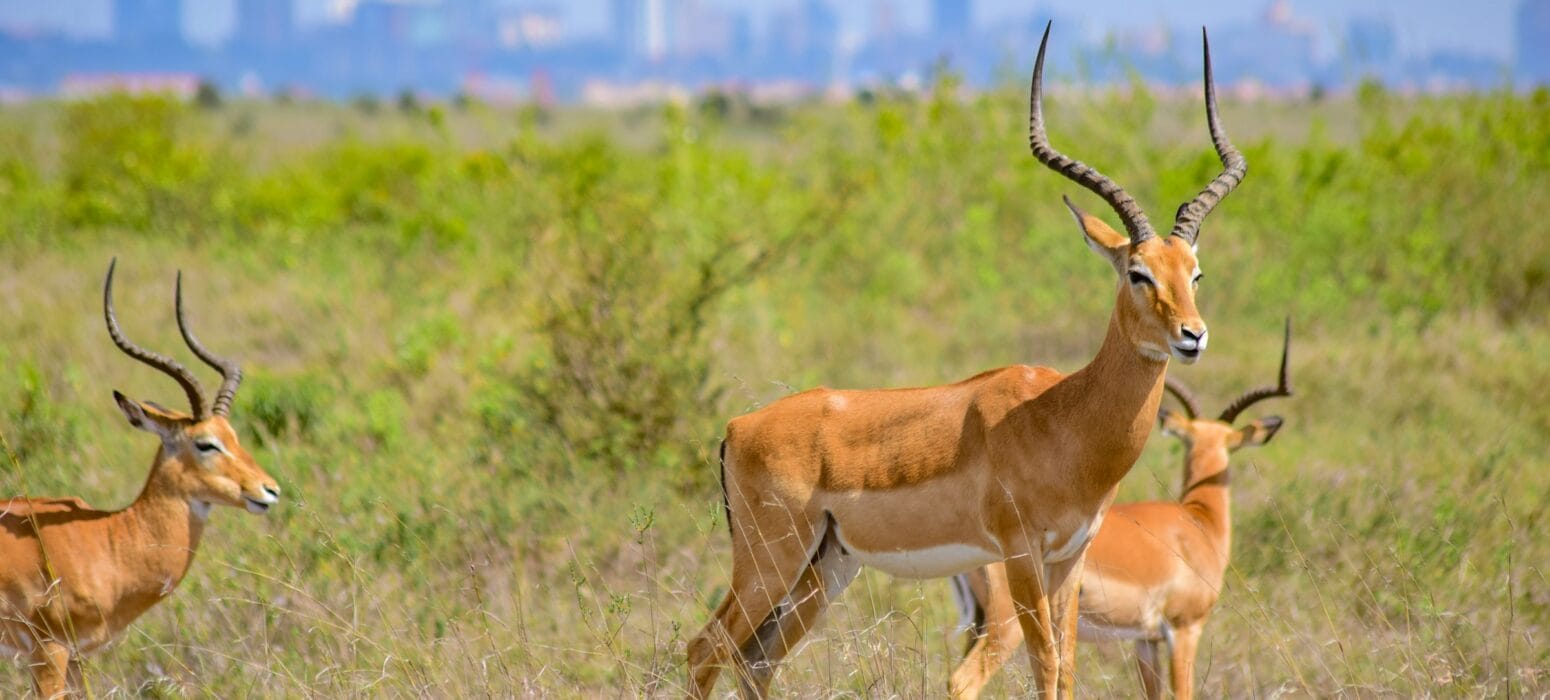 Antellopes Nairobi