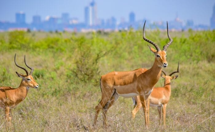 Antellopes Nairobi