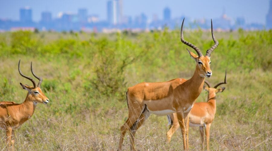 Antellopes Nairobi