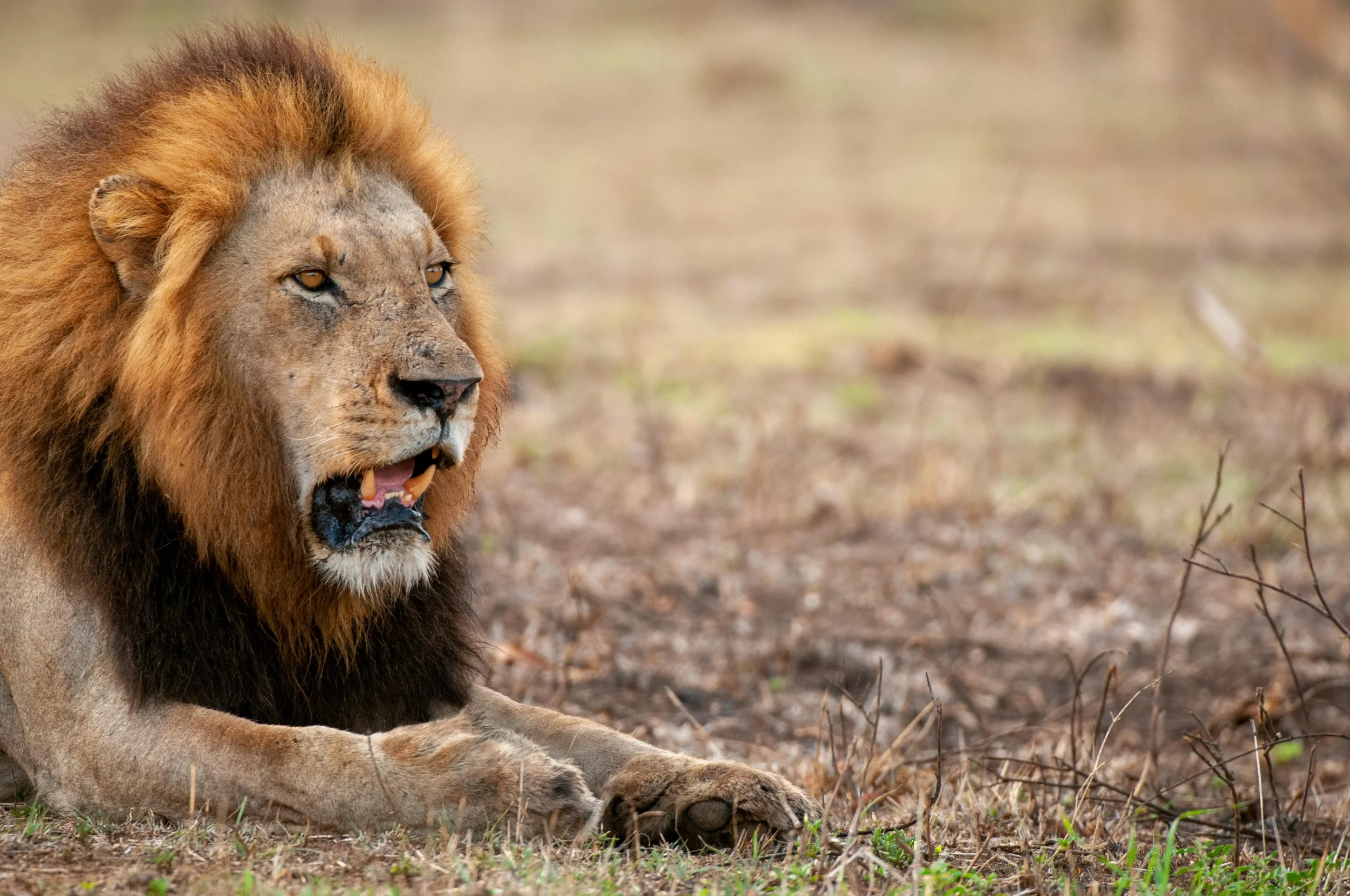 Lion on Grasslands