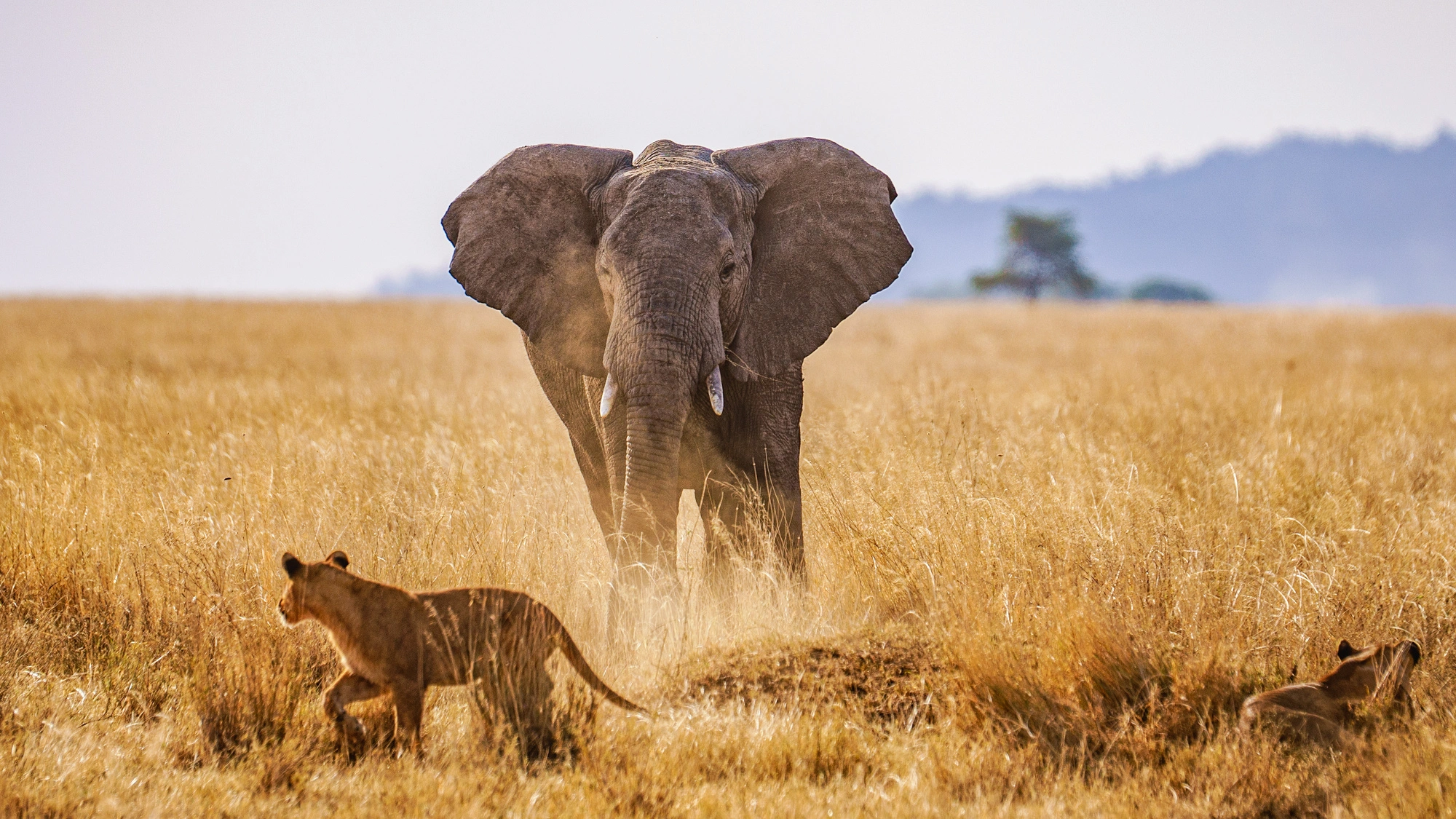 Elephant behind serengeti